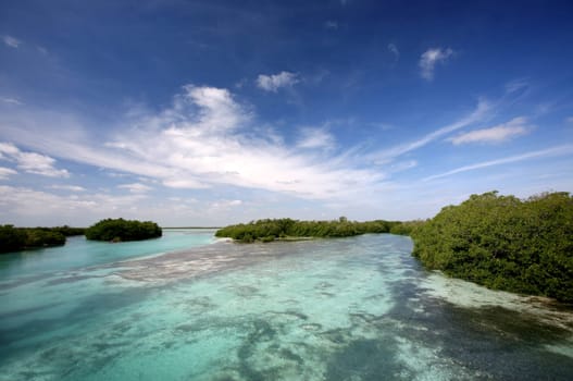 Mangroves