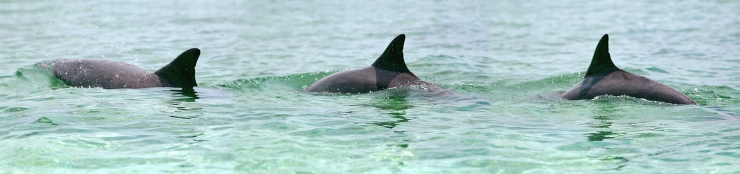 Dolphins