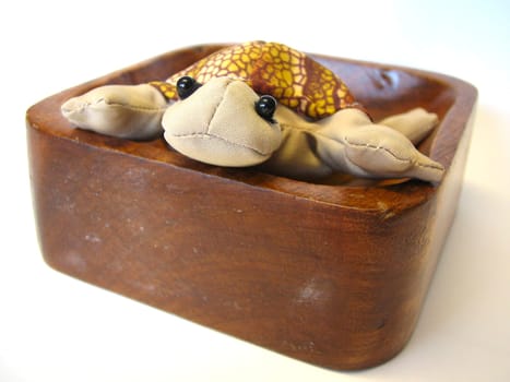 Turtle in the shell