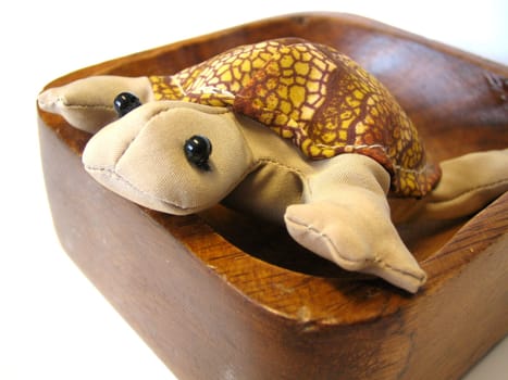 Turtle in the shell