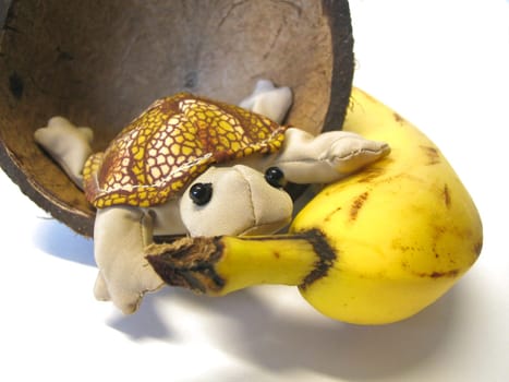 Turtle and banana