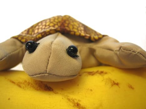 turtle with banana