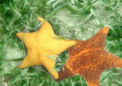 Starfish