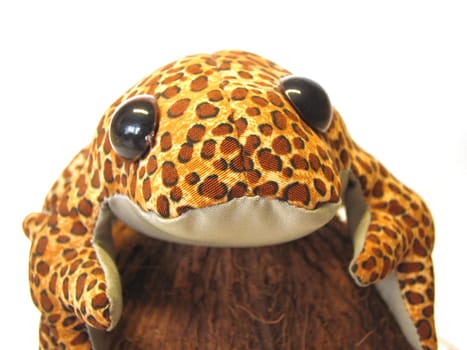 friendly frog