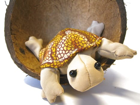 little turtle