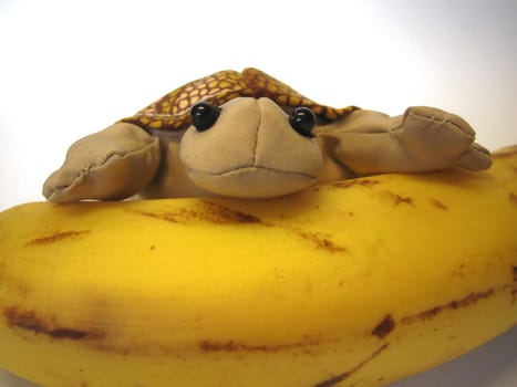 turtle with banana