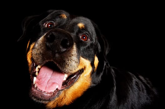 Pant