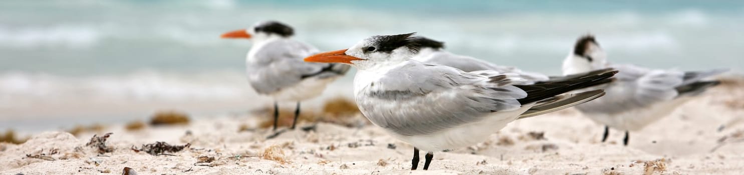 caribbean seagulls