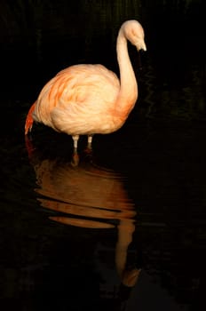 Self-reflection