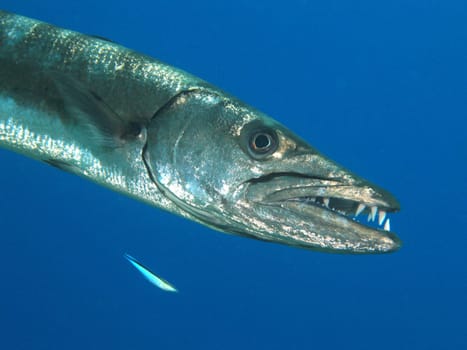 This big Barracuda was at the Jetty almost every day at the same time. There was often some fish waste from the kitchen to dust.