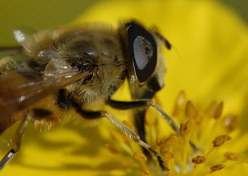 Bee portrait