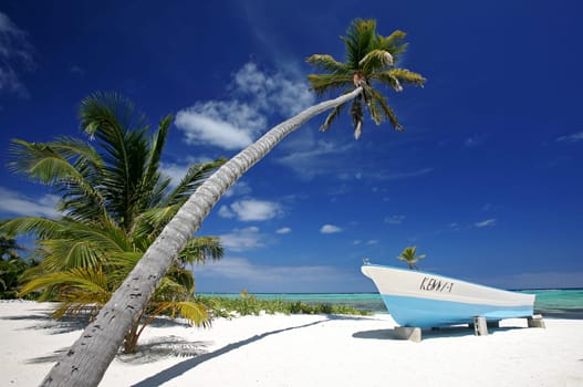 curved palm tree