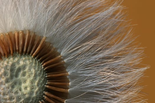 This flower is smaller than dandelions and blooms a short time before. It looks something like that. But it has no gliders. Does anyone know what this flower is called?