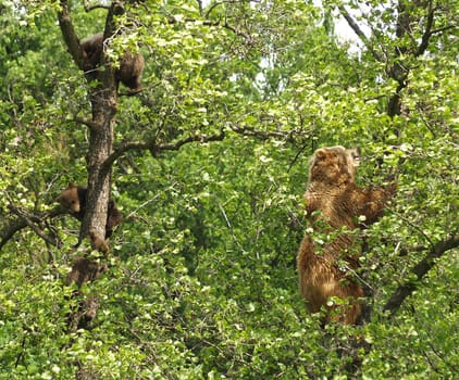 Berlin has Knut,Poing has brown bear mother Mia with her three daughters Maja,Mette and Molly. And the 3 little rascals sometimes keep their mother on her toes. In the left tree the 3 little ones and on the right the mommy,really works in XXL