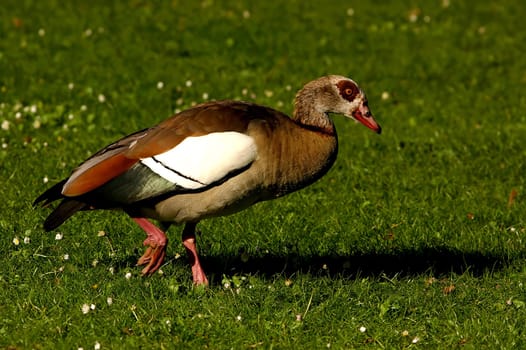 I don't waddle