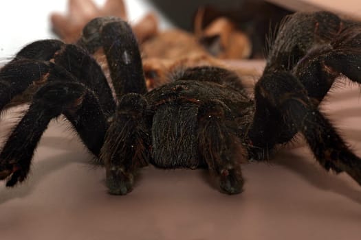 Tarantula