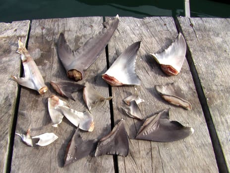 These cut-off fins belonged to a shark! Recorded in North Sulawesi. Although our diving area had 250 square kilometers of nature reserve,we saw such terrible pictures. The fins and tails of the sharks are cut off alive