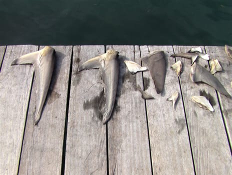These cut-off fins belonged to a shark! Recorded in North Sulawesi. Although our diving area had 250 square kilometers of nature reserve,we saw such terrible pictures. The fins and tails of the sharks are cut off alive