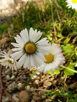 sunny disposition