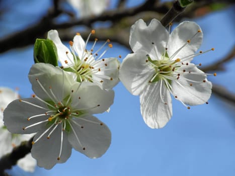 Plum blossoms