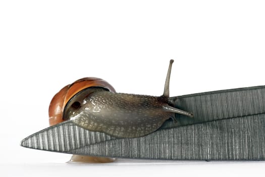 Many thanks to my stunt model + colleague :-) It was a great shoot with you! @all: No blood flowed during the recordings and no animals were harmed. Both snails are now back in their natural environment + enjoy