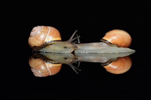 2 snails