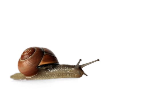 Snail