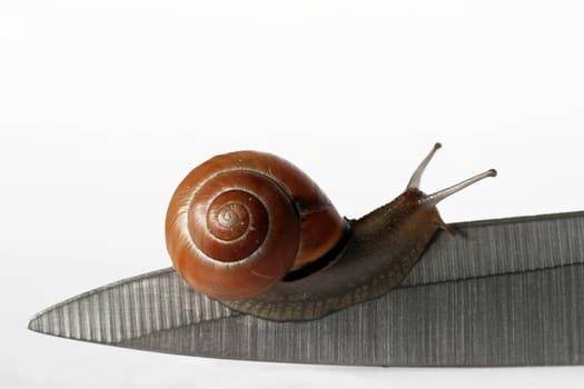 Many thanks to my stunt model + colleague :-)  It was a great shoot with you!  @all: No blood flowed during the recordings and no animals were harmed. Both snails are now back in their natural environment + gen