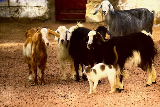The guardian cat counts its flock.... in reality more mundane,this cat lives with the herd of goats with Profiit,the goats scratch up the ground and bring some treats for the cat to light....
