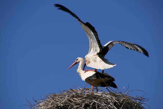 Stork happiness