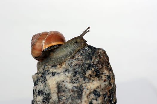 At the summit