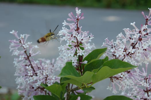 Syringa patula Miss Kim
