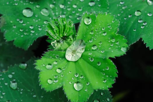 Lady's mantle
