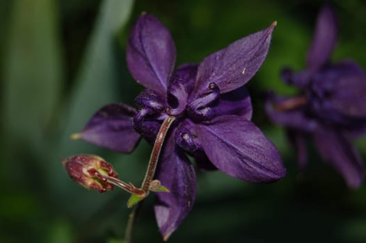 Aquilegia
