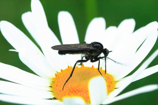 Feeding place