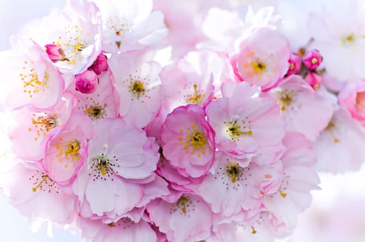 a bouquet full of kish flowers