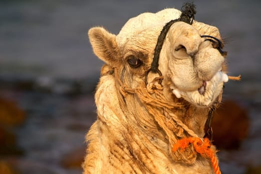 The camel doesn't like me