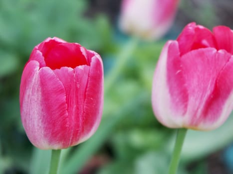 Tulip Blossoms,Tulipa