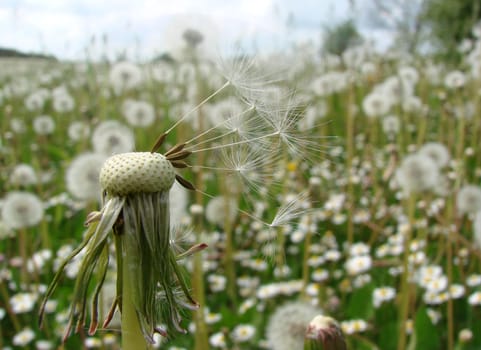 Dandelion