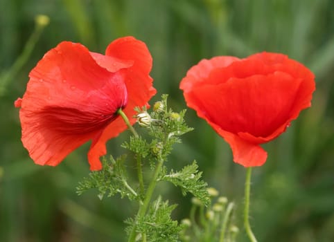 "My"" first poppy....."