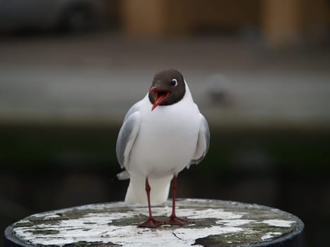 Black-headed gull screaming