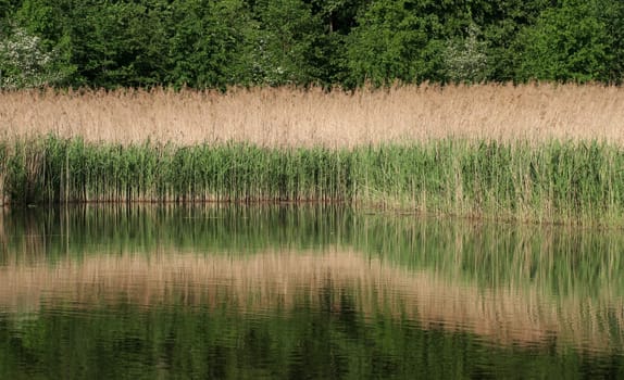 Excerpt from Wikipedia: The word reed comes from Old High German from the expression sciluf,which in turn was derived from the Latin word scirpus = rush. * On the one hand,as a synonym for reed beds,it refers to vegetation stands reed