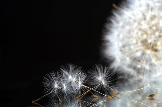 individual umbrellas of a dandelion flower with the same in the background.