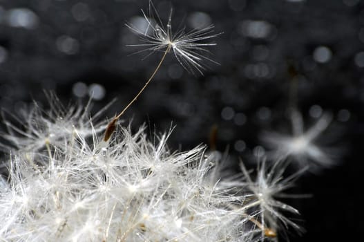 single umbrella stands on a dandelion wetted with water droplets.