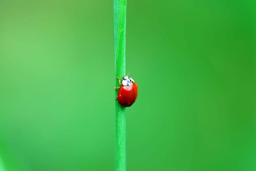 Ladybird