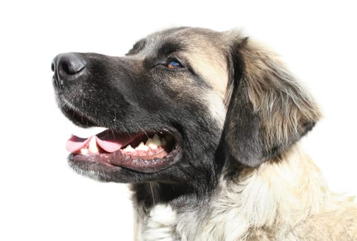 Leonberger