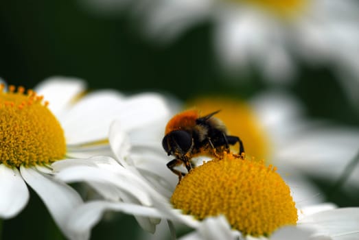 Bee on daisies