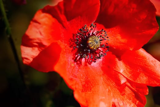 Waving poppy