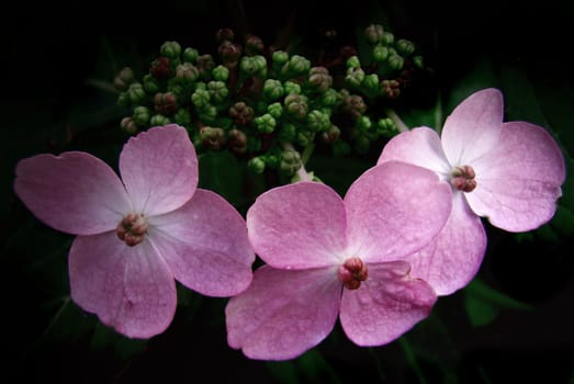 thank you for the determination dear Ingrid. Photographing flowers makes me want to take care of the determination,I'll buy the necessary literature and get myself up to speed botanically...