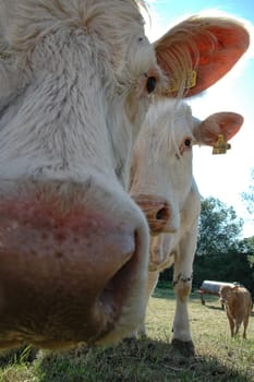 three cows